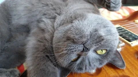 British cat 動画素材 147656238