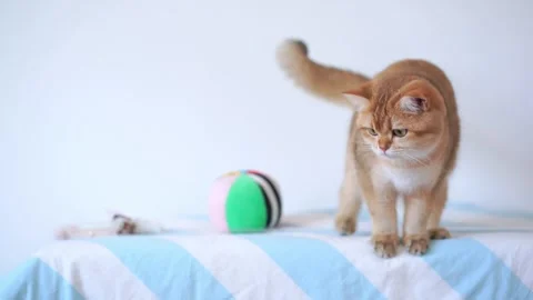 British cat fun and play ball on table with white background Stock Footage 264139191