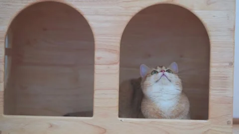 British cat fun and play in cat house with wooden background Stock Footage 264139192