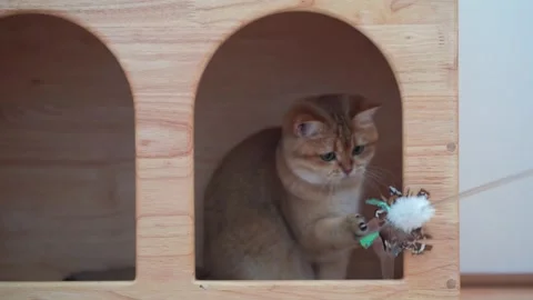 British cat fun and play in cat house with wooden background Stock Footage 269503978