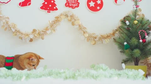 British cat fun and play on table with christmas decorate and tree Stock Footage 282863755