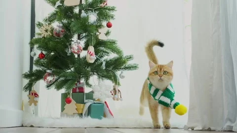 British cat fun and play with christmas decorate and tree Stock Footage 295175271