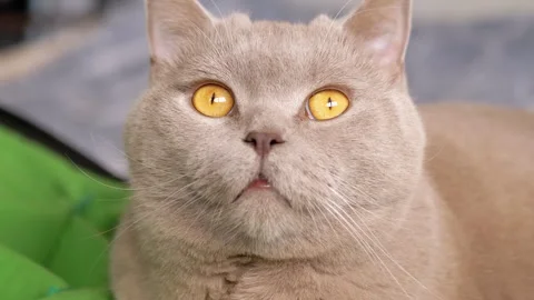 British Cat Gazing at Camera Stock Footage 293192442