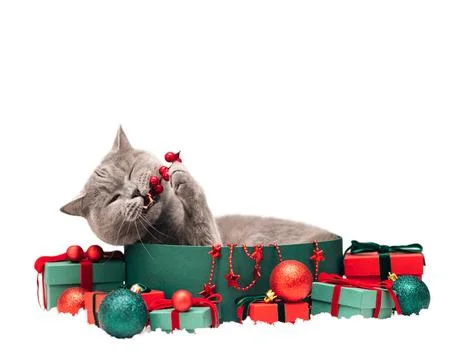 British cat in a gift box bites the festive decoration isolated on a white  Stock Photos