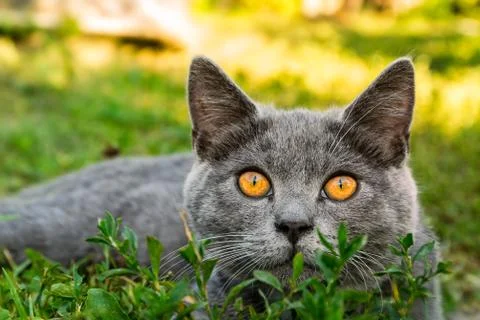 British cat with on the grass Stock Photos