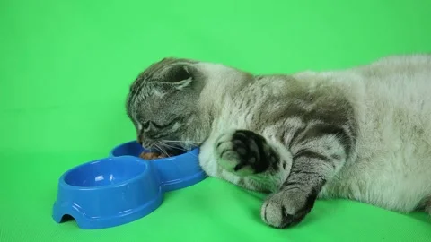 British cat on a green background eats lying. Stock Footage 145555568