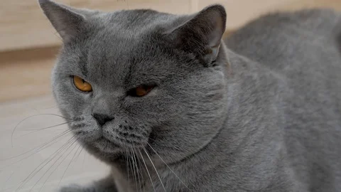 British cat grooming at home, сombing Scottish, british cat. Stock Footage 127455553