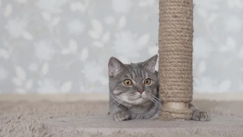 British cat hiding behind scratching post and looking for cat toy Stock Footage 108722600