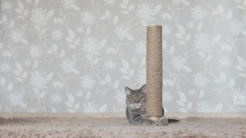 British cat hiding behind scratching post and looking for cat toy Stock Footage 108722890