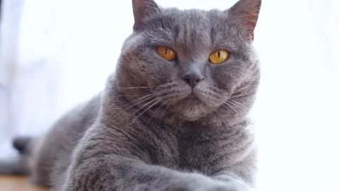 British cat at home Stock Footage 88401921