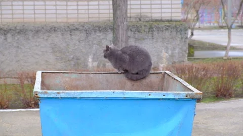British cat on an iron garbage can. Searches for food Stock-Footage 86177994