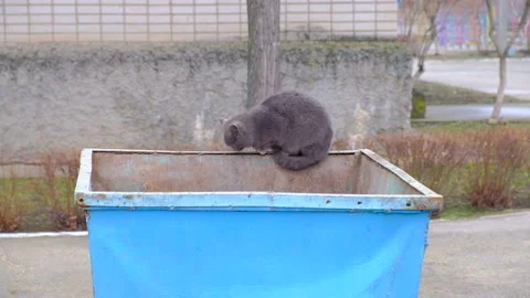 British cat on an iron garbage can. Searches for food 스톡 동영상 86178051