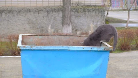British cat on an iron garbage can. Searches for food Stock-Footage 86178156