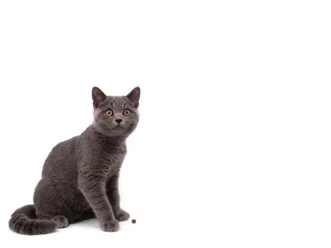 British cat isolated Stock Photos