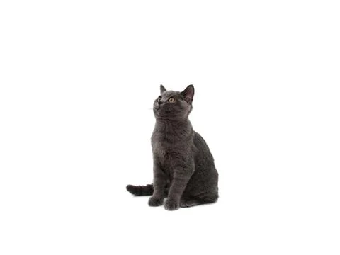 British cat isolated Foto stock