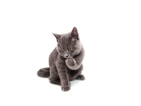British cat isolated Stock Photos