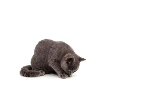 British cat isolated Stock Photos