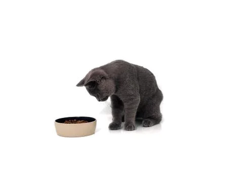 British cat isolated Stock Photos