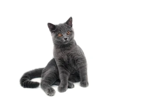 British cat isolated Stock Photos