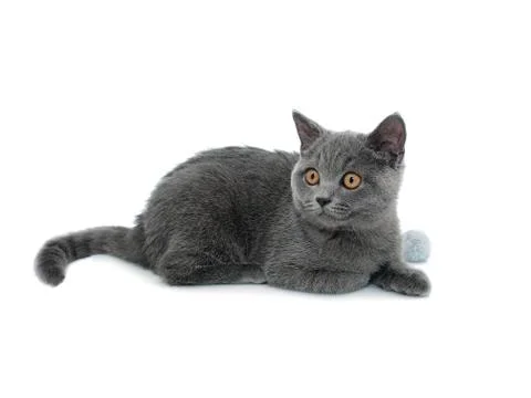 British cat isolated Stockfoto's