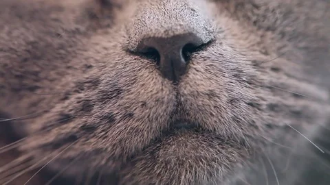 British Cat Licked Close-up. 库存影片 84940651