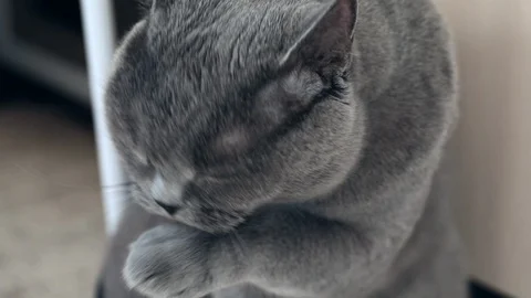British cat licks itself Stock Footage 124306533