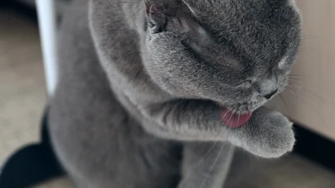 British cat licks itself Stock Footage 124306782