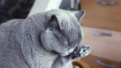 British cat licks itself Stock Footage 140777911