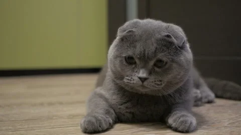British cat lies on the floor and playfully twists his head. Cheerful cat. Stock Footage 99331953