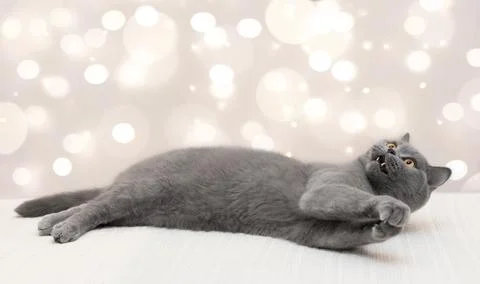British cat on light background with bokeh . Cute curious cat looks up Stock Photos