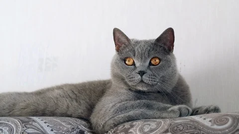 British cat looking around Stock Footage 124306133