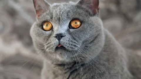 British cat looking around Video stock 124375571