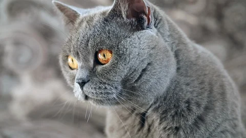 British cat looking around Stock Footage 124375642