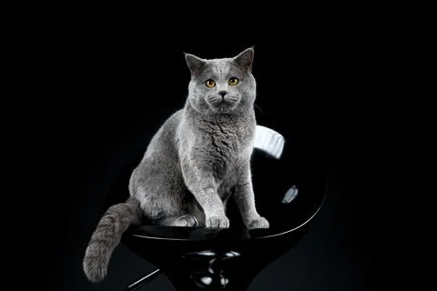 British cat looking at camera on black background Stock Photos