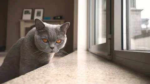 British cat looking in the camera Stock Footage 10863139