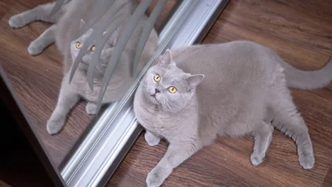 British cat looking up Stock Footage 312004200