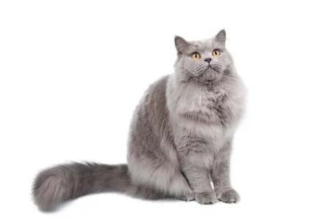 British cat looking up isolated Stock Photos