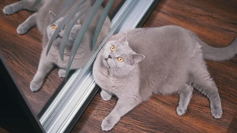British cat looking at its reflection Stock Footage 312003233