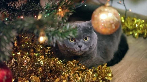 British Cat Looking At the Yellow Shiny Bauble on Christmas Tree. 库存影片 84949623
