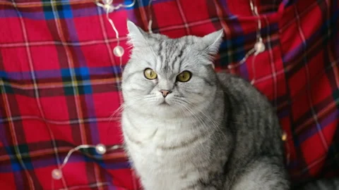 British cat looks background with red tartan fabric Holiday Stock-Footage 290494156