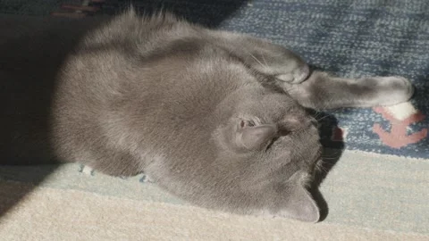 British cat lounging in sunlight with dramatic shadow contrast 59.97fps, 4k Video stock 311774618