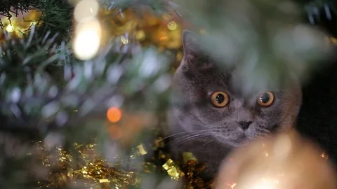 British Cat Lying and Talking Under The Christmas Tree. Stock Footage 84949618