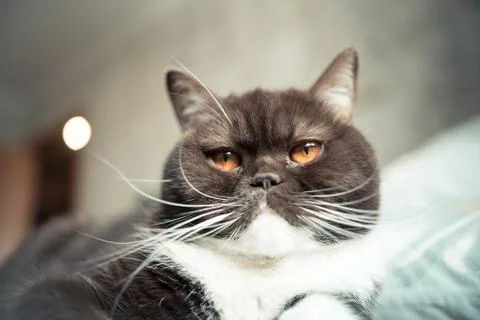 British cat lying on the couch on Stock Photos
