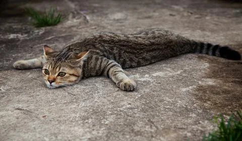 A British cat is lying flat on the concrete floor. Stock Photos