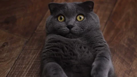 British cat lying on the floor on his back, trying  to sleep. happy cat Vidéo 59306096