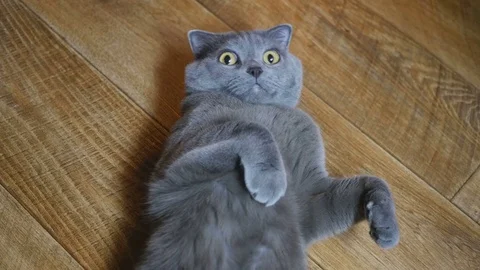 British cat lying on the floor on his back, trying to sleep. happy cat Stock Footage 72929391