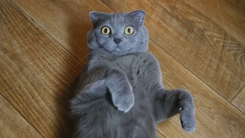 British cat lying on the floor on his back, trying to sleep. happy cat Vidéo 73469335