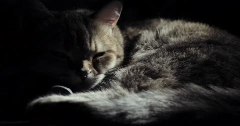 British cat lying on the floor, trying to sleep. happy cat Stock Footage 92260795