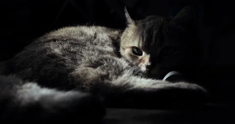 British cat lying on the floor, trying to sleep. happy cat Stock Footage 92262677