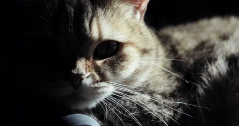 British cat lying on the floor, trying to sleep. happy cat Stock Footage 92263388
